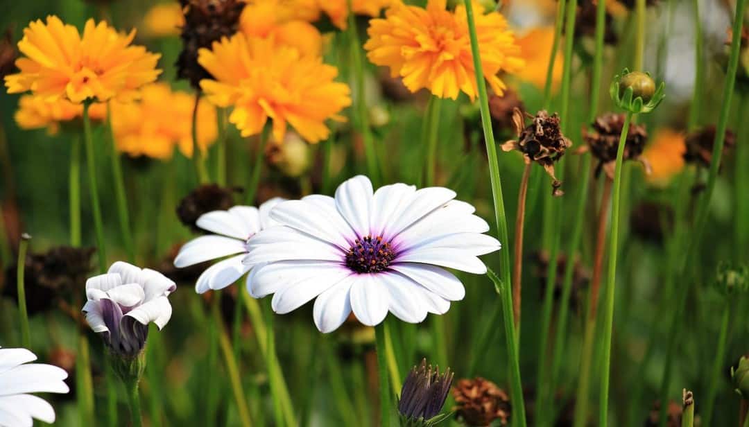 Jardin naturel et bio