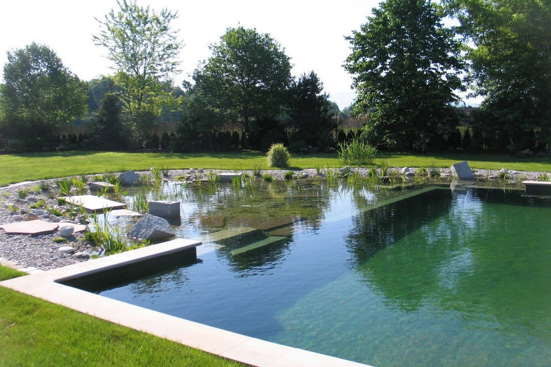 bassin et plantes d'une piscine naturelle