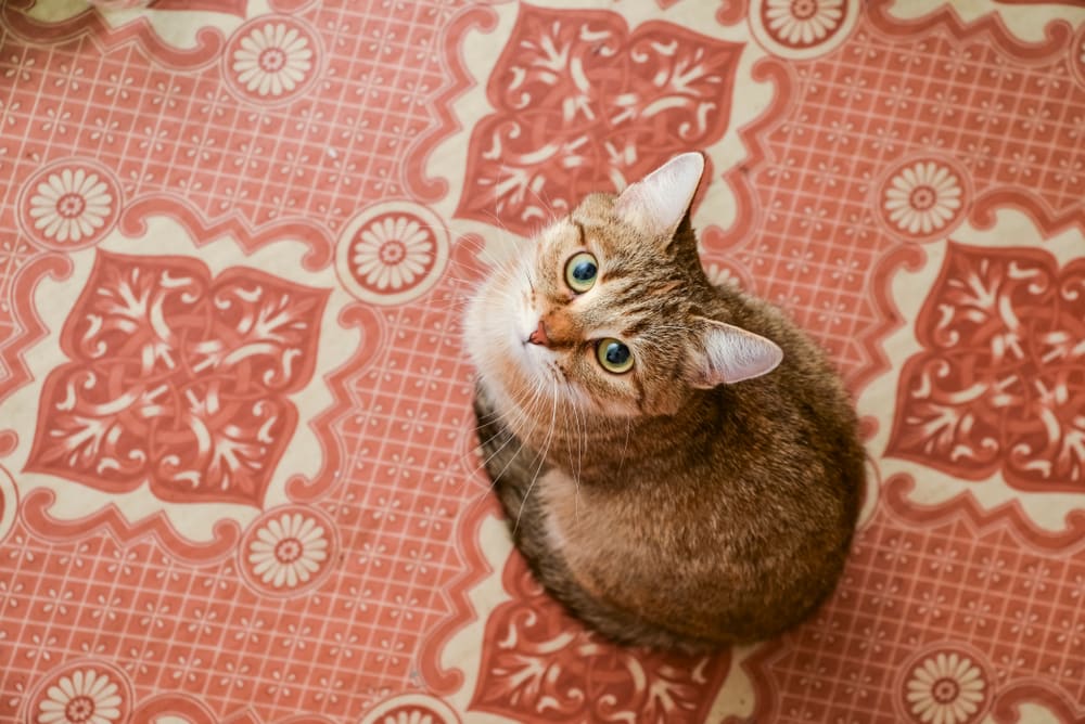 chat sur un sol synthétique, imitation carreau de ciment